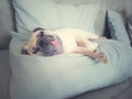 Cute pug dog sleep rest in the bed on pillow and tongue sticking out in the lazy time.Looks sleepy Royalty Free Stock Photo